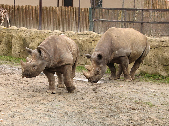 ZOO Dvůr Králové n. Labem